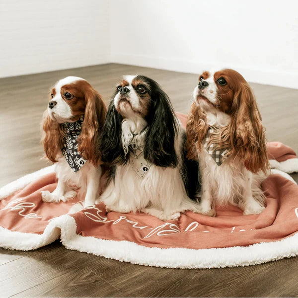 Pet Blankets & Comfort