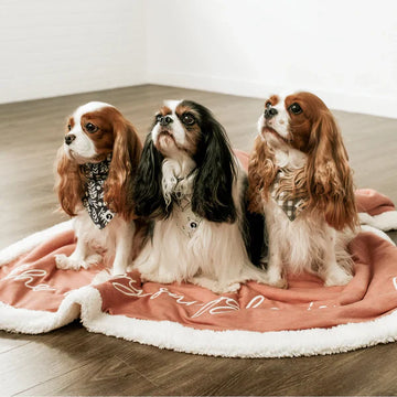 Pet Blankets & Comfort